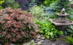 Orion Dwarf Red Japanese Maple - 5 Gallon Pot -Garden & Outdoor Sale Shop acer palmatum orion japanese maple 6