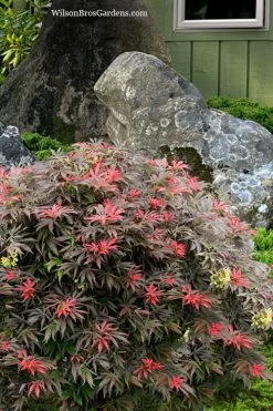 Orion Dwarf Red Japanese Maple - 5 Gallon Pot -Garden & Outdoor Sale Shop acer palmatum orion japanese maple 7