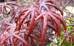 Peve's Starfish Japanese Maple - 7 Gallon Pot (7-8' HT) 22 Peve's Starfish Japanese Maple - 7 Gallon Pot (7-8' HT) -Garden & Outdoor Sale Shop acer palmatum peves starfish japanese maple 10 1