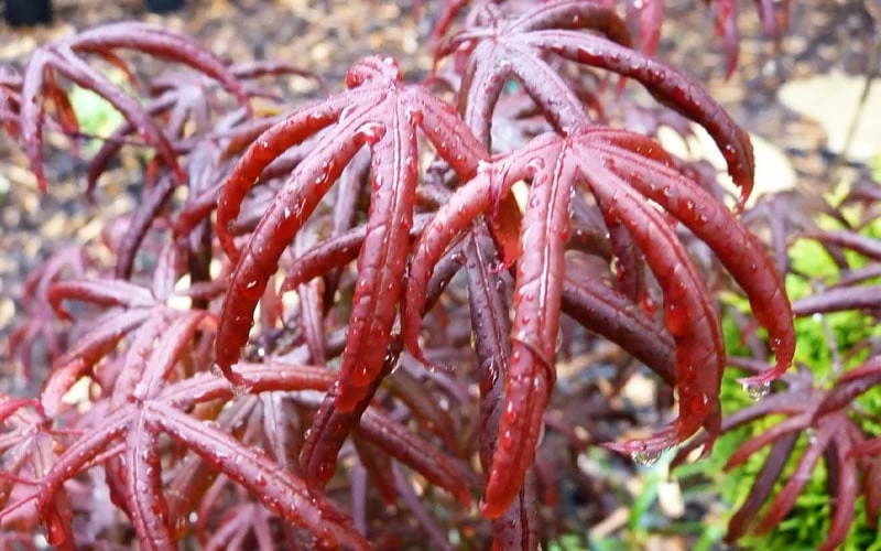Peve's Starfish Japanese Maple - 7 Gallon Pot (7-8' HT) 12 Peve's Starfish Japanese Maple - 7 Gallon Pot (7-8' HT) - Image 10