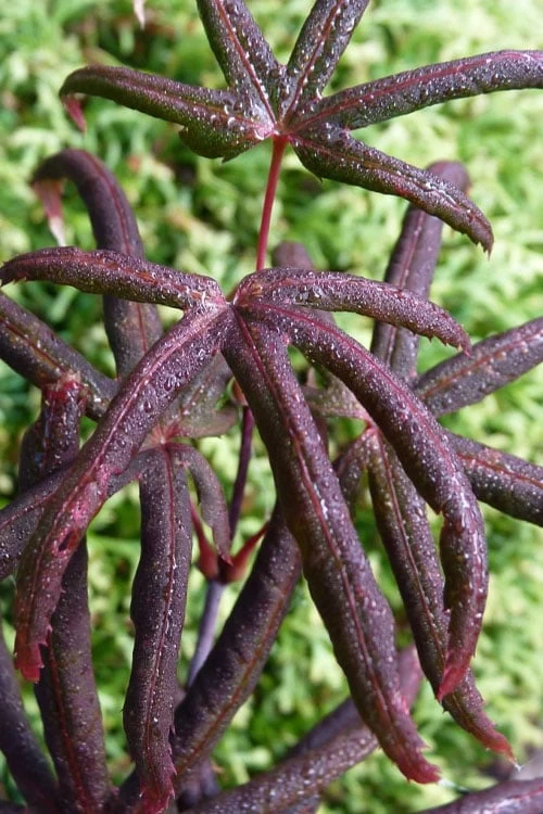 Peve's Starfish Japanese Maple - 7 Gallon Pot (7-8' HT) 3 Peve's Starfish Japanese Maple - 7 Gallon Pot (7-8' HT)