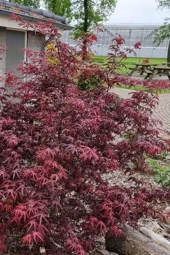 Peve's Starfish Japanese Maple - 7 Gallon Pot (7-8' HT) 16 Peve's Starfish Japanese Maple - 7 Gallon Pot (7-8' HT) -Garden & Outdoor Sale Shop acer palmatum peves starfish japanese maple 12 1