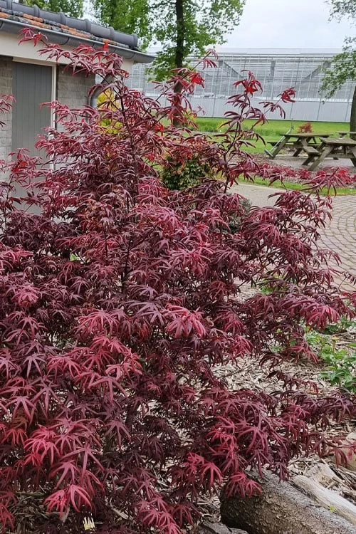 Peve's Starfish Japanese Maple - 7 Gallon Pot (7-8' HT) 6 Peve's Starfish Japanese Maple - 7 Gallon Pot (7-8' HT) - Image 4