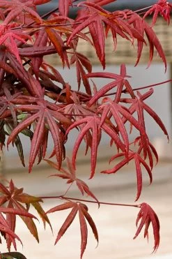 Peve's Starfish Japanese Maple - 7 Gallon Pot (7-8' HT) 23 Peve's Starfish Japanese Maple - 7 Gallon Pot (7-8' HT) -Garden & Outdoor Sale Shop acer palmatum peves starfish japanese maple 13 1