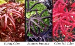 Peve's Starfish Japanese Maple - 7 Gallon Pot (7-8' HT) 17 Peve's Starfish Japanese Maple - 7 Gallon Pot (7-8' HT) -Garden & Outdoor Sale Shop acer palmatum peves starfish japanese maple 2 1