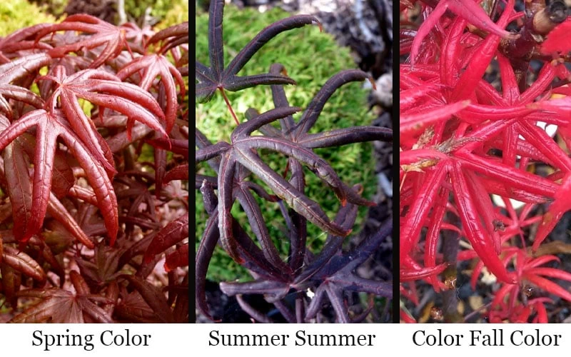 Peve's Starfish Japanese Maple - 7 Gallon Pot (7-8' HT) 7 Peve's Starfish Japanese Maple - 7 Gallon Pot (7-8' HT) - Image 5