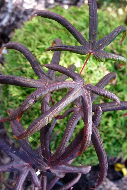 Peve's Starfish Japanese Maple - 7 Gallon Pot (7-8' HT) 9 Peve's Starfish Japanese Maple - 7 Gallon Pot (7-8' HT) - Image 7
