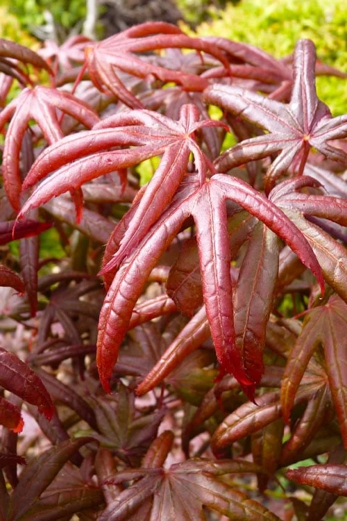 Peve's Starfish Japanese Maple - 7 Gallon Pot (7-8' HT) 8 Peve's Starfish Japanese Maple - 7 Gallon Pot (7-8' HT) - Image 6