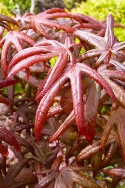 Peve's Starfish Japanese Maple - 3 Gallon Pot -Garden & Outdoor Sale Shop acer palmatum peves starfish japanese maple 4