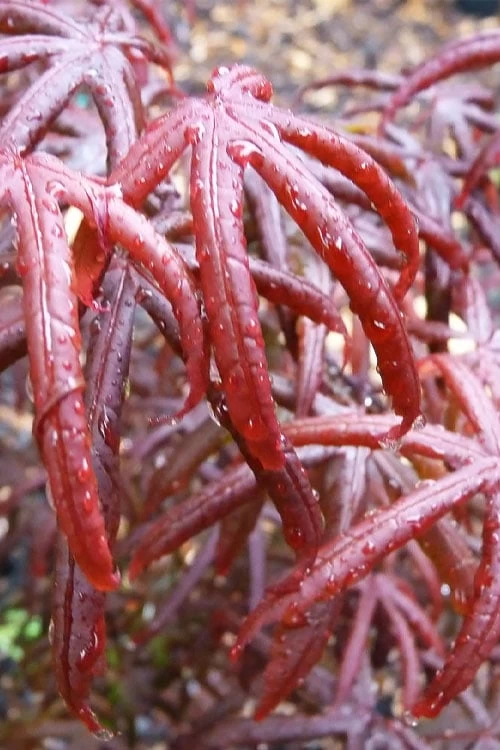 Peve's Starfish Japanese Maple - 7 Gallon Pot (7-8' HT) 11 Peve's Starfish Japanese Maple - 7 Gallon Pot (7-8' HT) - Image 9