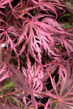 Pink Ballerina Japanese Maple - 5 Gallon Pot -Garden & Outdoor Sale Shop acer palmatum pink ballerina 3