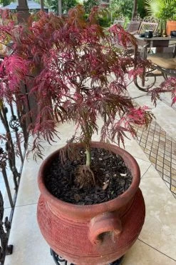 Pink Ballerina Japanese Maple - 5 Gallon Pot -Garden & Outdoor Sale Shop acer palmatum pink ballerina japanese maple 4