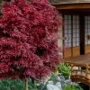 Shaina Dwarf Red Japanese Maple (Single Trunk / Standard) - 3 Gallon Pot -Garden & Outdoor Sale Shop acer palmatum shaina japanese maple 11