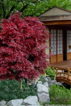 Shaina Dwarf Red Japanese Maple - 2 Gallon Pot -Garden & Outdoor Sale Shop acer palmatum shaina japanese maple 11 2