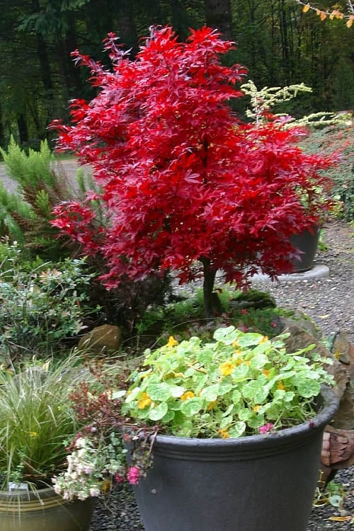 Shaina Dwarf Red Japanese Maple - 5 Gallon Pot 8 Shaina Dwarf Red Japanese Maple - 5 Gallon Pot - Image 6