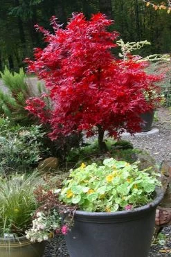 Shaina Dwarf Red Japanese Maple (Single Trunk / Standard) - 3 Gallon Pot -Garden & Outdoor Sale Shop acer palmatum shaina japanese maple 12