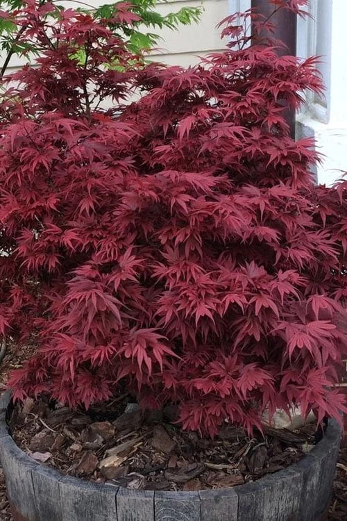 Shaina Dwarf Red Japanese Maple - 5 Gallon Pot 3 Shaina Dwarf Red Japanese Maple - 5 Gallon Pot