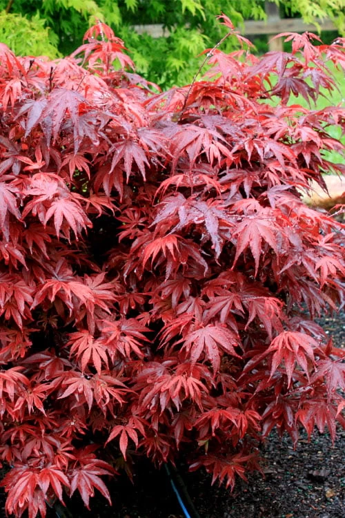 Shaina Dwarf Red Japanese Maple - 5 Gallon Pot 7 Shaina Dwarf Red Japanese Maple - 5 Gallon Pot - Image 5