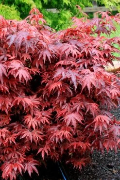 Shaina Dwarf Red Japanese Maple (Single Trunk / Standard) - 3 Gallon Pot -Garden & Outdoor Sale Shop acer palmatum shaina japanese maple 7