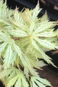Sister Ghost Japanese Maple - 3 Gallon Pot (4-5') -Garden & Outdoor Sale Shop acer palmatum sister ghost japanese maple 12