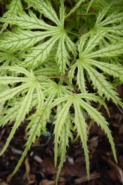 Sister Ghost Japanese Maple - 3 Gallon Pot (4-5') -Garden & Outdoor Sale Shop acer palmatum sister ghost japanese maple 14