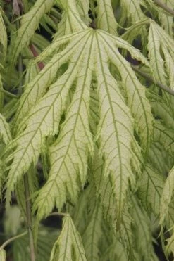 Sister Ghost Japanese Maple - 3 Gallon Pot (4-5') -Garden & Outdoor Sale Shop acer palmatum sister ghost japanese maple 2