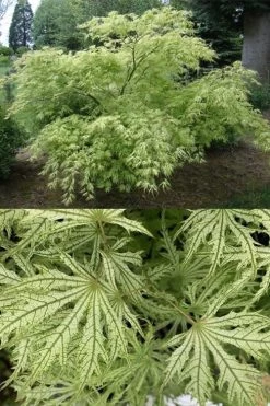 Sister Ghost Japanese Maple - 3 Gallon Pot (4-5') -Garden & Outdoor Sale Shop acer palmatum sister ghost japanese maple 5