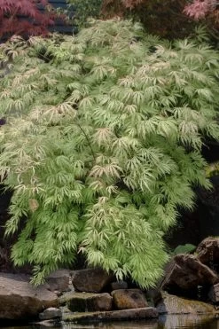 Sister Ghost Japanese Maple - 3 Gallon Pot (4-5') -Garden & Outdoor Sale Shop acer palmatum sister ghost japanese maple 8