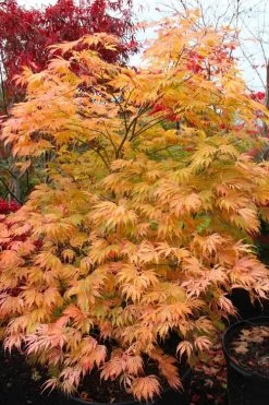 Sister Ghost Japanese Maple - 3 Gallon Pot (4-5') -Garden & Outdoor Sale Shop acer palmatum sister ghost japanese maple 9