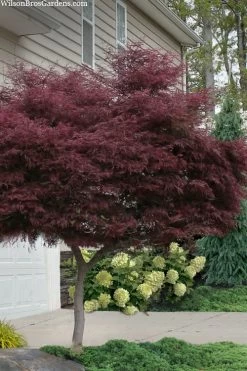 Tamukeyama Dwarf Red Japanese Maple - 1 Gallon Pot - High Grafted Tree Form -Garden & Outdoor Sale Shop acer palmatum tamukeyama japanese maple high graft 2