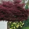 Tamukeyama Dwarf Red Japanese Maple (High Graft Tree Form)- 3 Gallon Pot -Garden & Outdoor Sale Shop acer palmatum tamukeyama japanese maple high graft 3 1