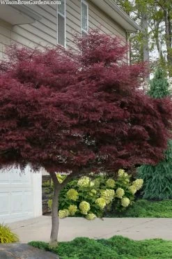 Tamukeyama Dwarf Red Japanese Maple - 1 Gallon Pot - High Grafted Tree Form