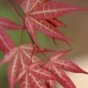 Yezo Nishiki Japanese Maple - 5 Gallon Pot (6-7') -Garden & Outdoor Sale Shop acer palmatum yezo nishiki japanese maple 1