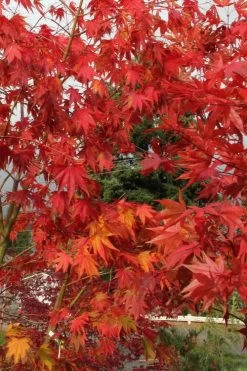 Yezo Nishiki Japanese Maple - 5 Gallon Pot (6-7') -Garden & Outdoor Sale Shop acer palmatum yezo nishiki japanese maple 10