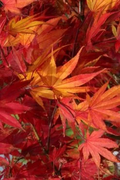 Yezo Nishiki Japanese Maple - 5 Gallon Pot (6-7') -Garden & Outdoor Sale Shop acer palmatum yezo nishiki japanese maple 11