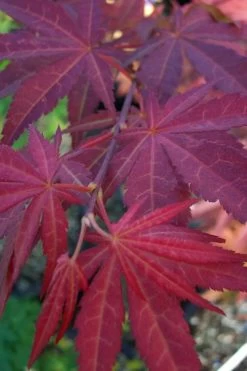 Yezo Nishiki Japanese Maple - 5 Gallon Pot (6-7') -Garden & Outdoor Sale Shop acer palmatum yezo nishiki japanese maple 13
