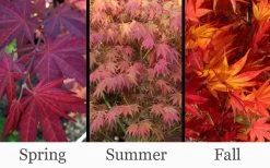 Yezo Nishiki Japanese Maple - 5 Gallon Pot (6-7') -Garden & Outdoor Sale Shop acer palmatum yezo nishiki japanese maple 14