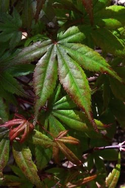 Yezo Nishiki Japanese Maple - 5 Gallon Pot (6-7') -Garden & Outdoor Sale Shop acer palmatum yezo nishiki japanese maple 3