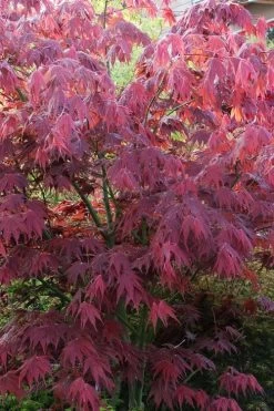 Yezo Nishiki Japanese Maple - 5 Gallon Pot (6-7') -Garden & Outdoor Sale Shop acer palmatum yezo nishiki japanese maple 5