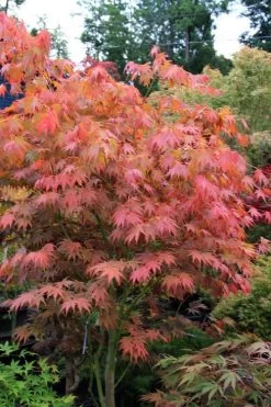 Yezo Nishiki Japanese Maple - 5 Gallon Pot (6-7') -Garden & Outdoor Sale Shop acer palmatum yezo nishiki japanese maple 6