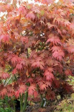 Yezo Nishiki Japanese Maple - 5 Gallon Pot (6-7') -Garden & Outdoor Sale Shop acer palmatum yezo nishiki japanese maple 7