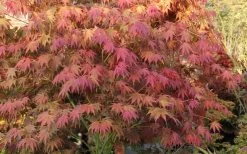 Yezo Nishiki Japanese Maple - 5 Gallon Pot (6-7') -Garden & Outdoor Sale Shop acer palmatum yezo nishiki japanese maple 8