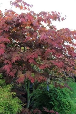 Yezo Nishiki Japanese Maple - 5 Gallon Pot (6-7') -Garden & Outdoor Sale Shop acer palmatum yezo nishiki japanese maple 9
