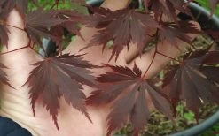 Yasemin Full Moon Japanese Maple - 5 Gallon Pot -Garden & Outdoor Sale Shop acer shirasawanum yaesmin full moon japanese maple 1
