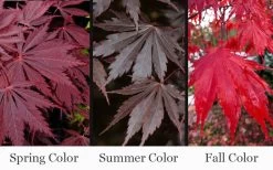 Yasemin Full Moon Japanese Maple - 5 Gallon Pot -Garden & Outdoor Sale Shop acer shirasawanum yasemin full moon japanese maple 10