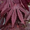 Yasemin Full Moon Japanese Maple - 5 Gallon Pot 2 Yasemin Full Moon Japanese Maple - 5 Gallon Pot -Garden & Outdoor Sale Shop acer shirasawanum yasemin full moon japanese maple 11