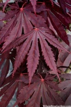 Yasemin Full Moon Japanese Maple - 5 Gallon Pot