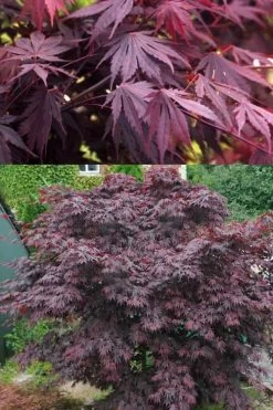 Yasemin Full Moon Japanese Maple - 5 Gallon Pot -Garden & Outdoor Sale Shop acer shirasawanum yasemin full moon japanese maple 5