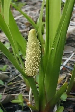 American Sweet Flag (Acorus Americanus) - 1 Gallon Pot -Garden & Outdoor Sale Shop acorus americanus american sweet flag 10
