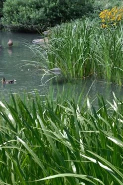 American Sweet Flag (Acorus Americanus) - 6 Pack Of 1 Gallon Pots -Garden & Outdoor Sale Shop acorus americanus american sweet flag 11 1